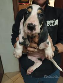 Cuccioli di petit gascon saintongeois