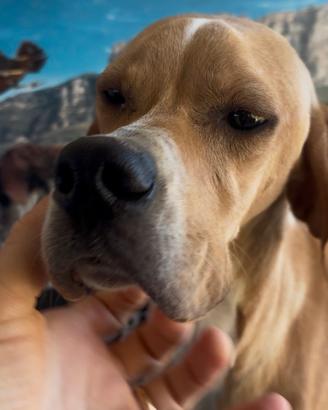 Cucciolona Pointer inglese 8 mesi