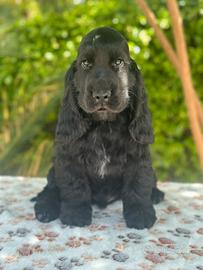 Cocker spaniel inglese
