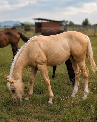 Puledro - Quarter Horse