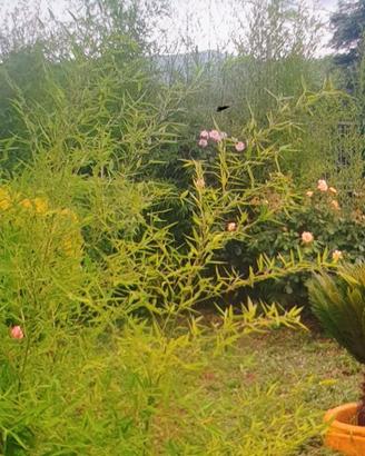 Bambu' cresita lenta piante varie 99 pezzi