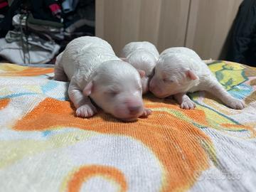 Cagnolini