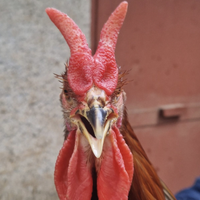 Gallo e due galline cornute di Caltanissetta