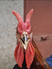 Gallo e due galline cornute di Caltanissetta
