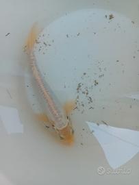 Carpa koi