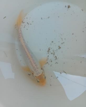 Carpa koi