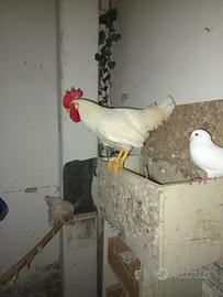 Gallo di 7 mesi