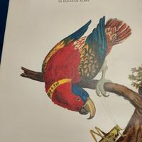 libro storia naturale degli uccelli 