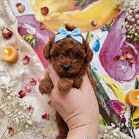 Barboncino maschietto miniature poodle