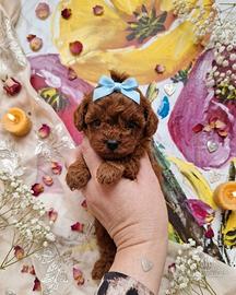 Barboncino maschietto miniature poodle