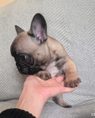 Bulldog francese