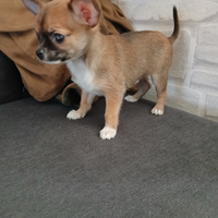 Chihuahua mini toy