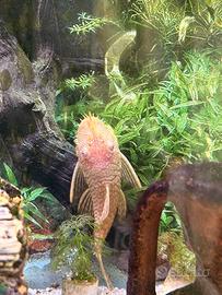 Ancistrus Albino maschio