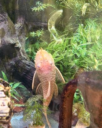 Ancistrus Albino maschio