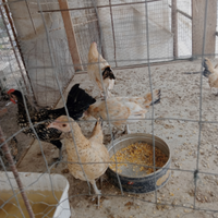 Galline ornamentali