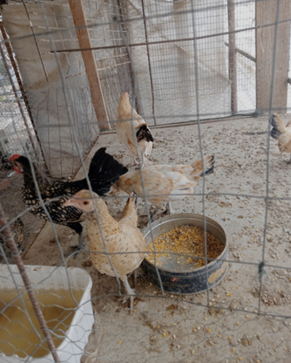 Galline ornamentali
