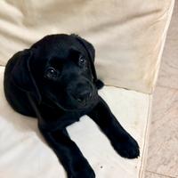 Cuccioli di Labrador Retriver di alta genealogia
