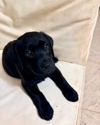 Cuccioli di Labrador Retriver di alta genealogia