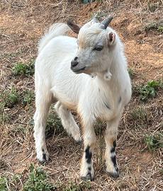 Capretto nano tibetano