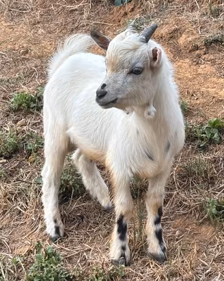 Capretto nano tibetano