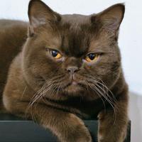 Gatto British per accoppiamento
