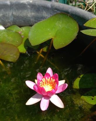 Ninfea "Laydeckeri Liliacea"
