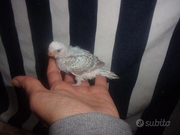 Ccocorita allevata a mano