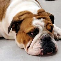 Maschio di Bulldog Inglese per monta