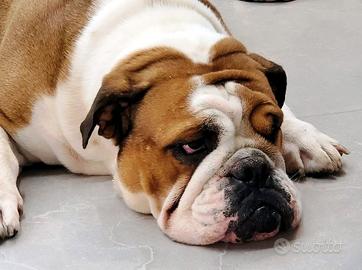 Maschio di Bulldog Inglese per monta