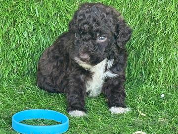 Lagotto romagnolo