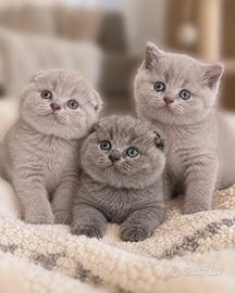 Gattini Scottish Fold Straight Highland