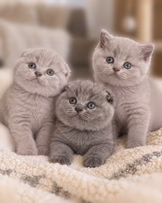 Gattini Scottish Fold Straight Highland