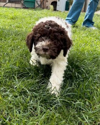 Cuccioli Lagotto Romagnolo con pedigree