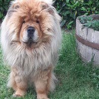 Chow chow