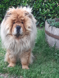 Chow chow