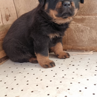 Cucciolo di rottweiler