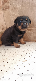 Cucciolo di rottweiler