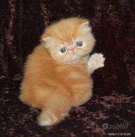 Cuccioli Gatti Persiani ed Esotici