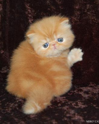 Cuccioli Gatti Persiani ed Esotici