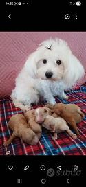 Cuccioli di maltipoo toy premium 