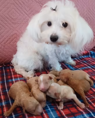 Cuccioli di maltipoo toy premium 