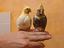 Immagine 1