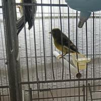 Canarini Spagnoli Coppia+ M Pezzato Bianco