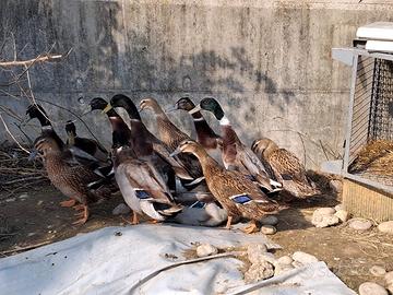 Germani reali capoverde