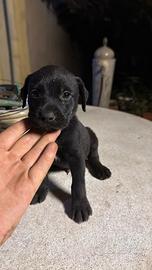 Cuccioli di pittbul