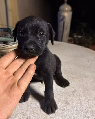 Cuccioli di pittbul