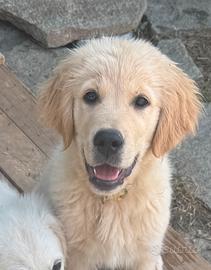 Golden Retriever cuccioli