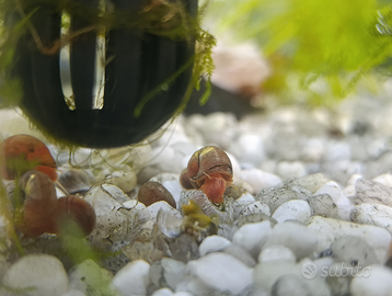 Lumache d'acqua Planorbarius