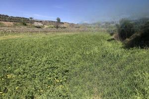 Immobile in asta di 7308 m² a Sona