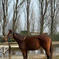 Puro sangue inglese femmina 5 anni